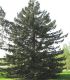Sequoia Sempervirens