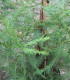 Sequoia Sempervirens
