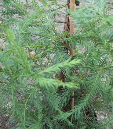 Sequoia Sempervirens