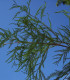 Sequoia Sempervirens