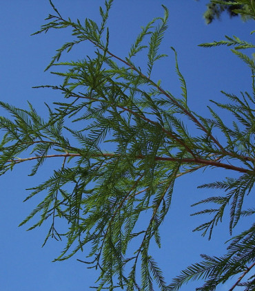 Sequoia Sempervirens