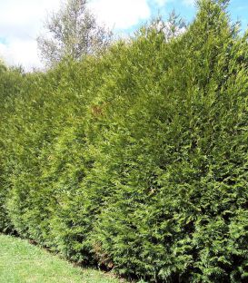 Thuja Plicata Atrovirens / Thuya Atrovirens