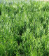Thuja Plicata Atrovirens / Thuya Atrovirens