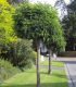 Robinia Umbraculifera / Acacia Boule