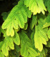Robinia Pseudoacacia Frisia / Acacia Dore