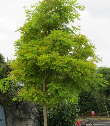 Robinia Pseudoacacia Frisia / Acacia Dore