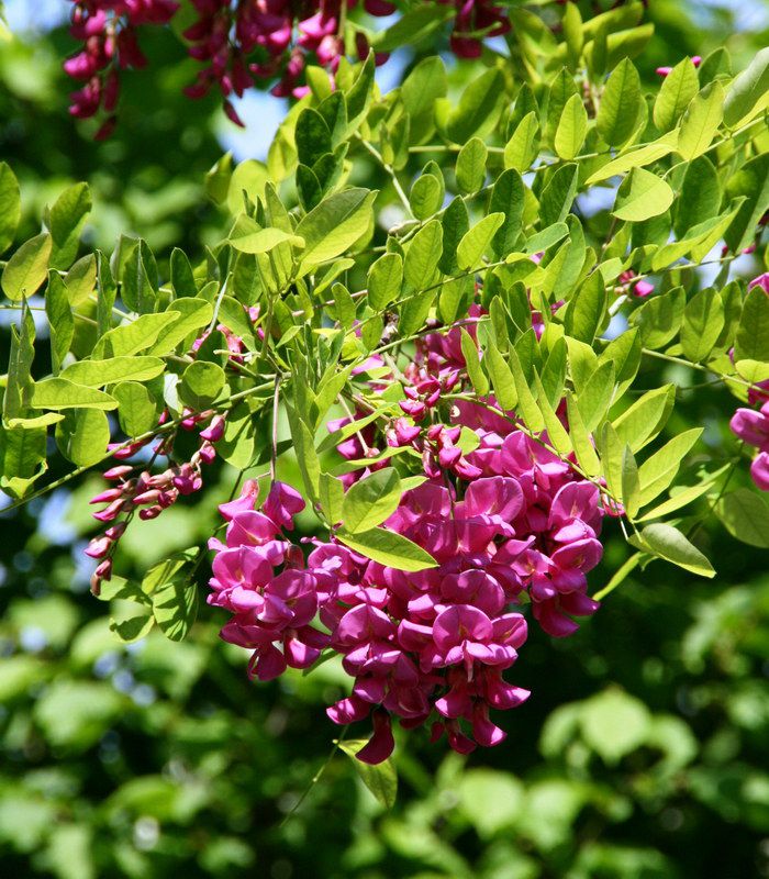 Robinia pseudoacacia Casque Rouge - Robinier faux acacia rose-pourpré