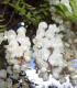 Robinia Pseudoacacia / Acacia Commun
