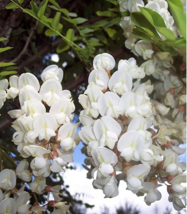 Robinia Pseudoacacia / Acacia Commun
