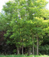 Robinia Pseudoacacia / Acacia Commun