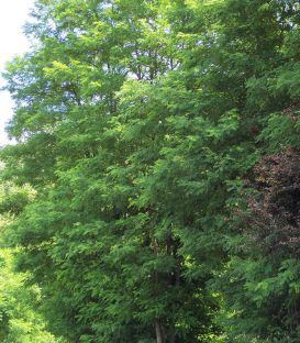 Robinia Pseudoacacia / Acacia Commun