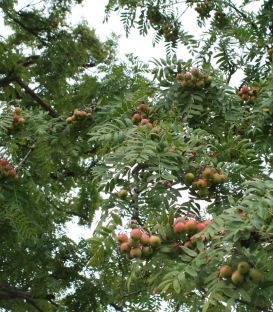 Sorbus Domestica / Cormier