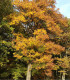 Sorbus Domestica / Cormier