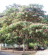 Albizia Julibrissin Ombrella®