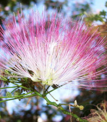 Albizia Julibrissin Ombrella®