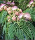 Albizia Julibrissin Ombrella®