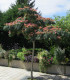 Albizia Julibrissin Ombrella®