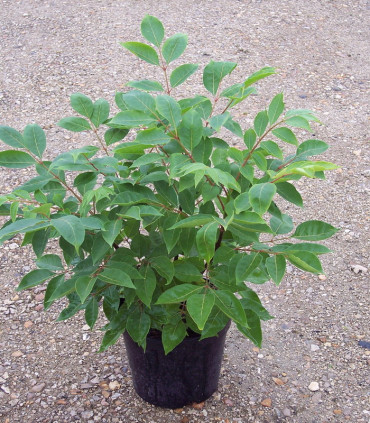 Tetradium Danielli / Arbre à Miel