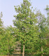 Alnus Glutinosa / Aulne Commun, Glutineux