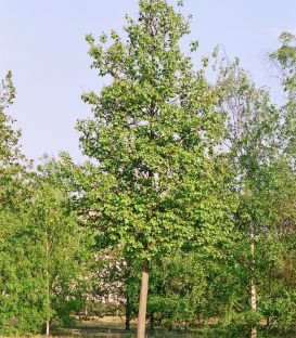 Alnus Glutinosa / Aulne Commun, Glutineux