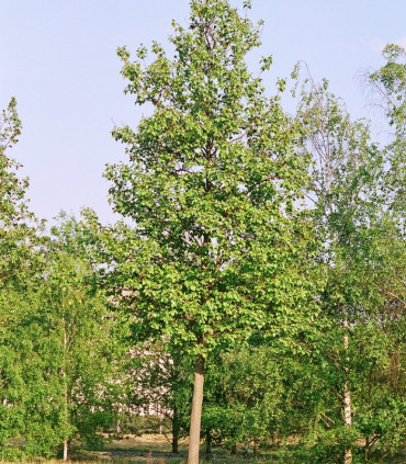 Alnus Glutinosa / Aulne Commun, Glutineux