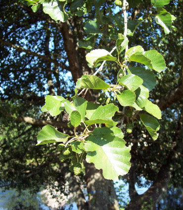 Alnus Glutinosa / Aulne Commun, Glutineux