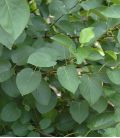 Alnus Cordata / Aune à feuilles En Coeur
