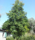 Alnus Cordata / Aune à feuilles En Coeur