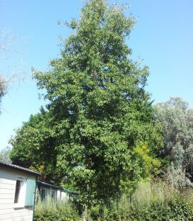 Alnus Cordata / Aune à feuilles En Coeur