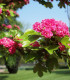 Crataegus Laevigata Paul'S Scarlet / Aubepine Rouge