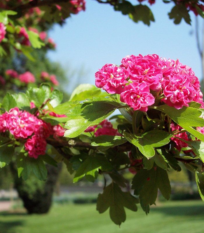 Crataegus laevigata paul s scarlet фото