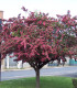 Crataegus Laevigata Paul'S Scarlet / Aubepine Rouge