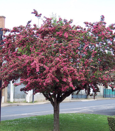 Crataegus Laevigata Paul'S Scarlet / Aubepine Rouge