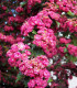 Crataegus Laevigata Paul'S Scarlet / Aubepine Rouge