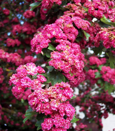 Crataegus Laevigata Paul'S Scarlet / Aubepine Rouge
