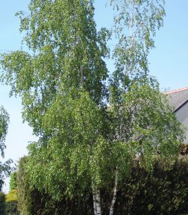 Betula Pendula Ou Verrucosa / Bouleau Commun