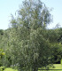 Betula Pendula Ou Verrucosa / Bouleau Commun