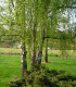 Betula Pendula Ou Verrucosa / Bouleau Commun