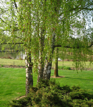 Betula Pendula Ou Verrucosa / Bouleau Commun