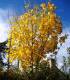 Acer Campestre / Erable Champetre