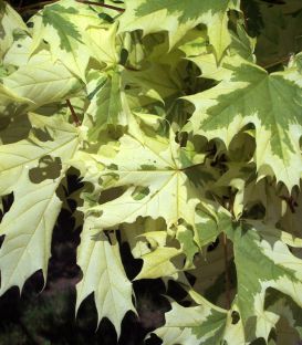 Acer Platanoides Drummondii / Erable de Drummond