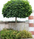 Acer Platanoides Globosum / Erable Boule