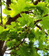 Acer Platanoides / Erable Plane