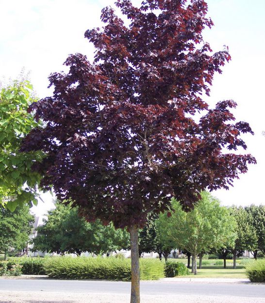 Acer Érable Platanoides Plane Pépinières Bauchery — free download