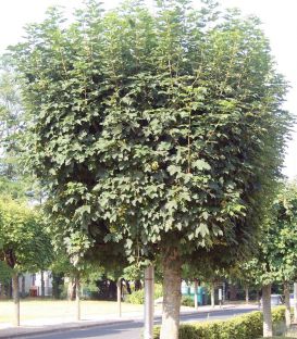 Acer Pseudoplatanus / Erable Sycomore