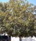 Acer Pseudoplatanus / Erable Sycomore