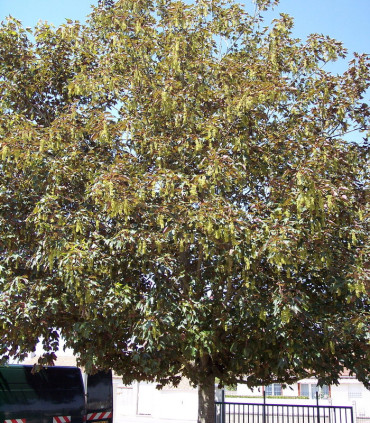 Acer Pseudoplatanus / Erable Sycomore