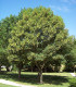 Acer Pseudoplatanus / Erable Sycomore
