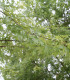 Acer Saccharinum Laciniatum Wieri / Erable Wieri Lacinie