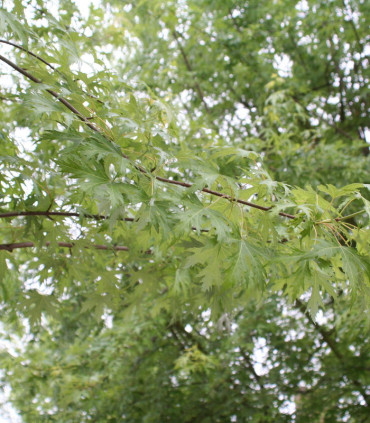 Acer Saccharinum Laciniatum Wieri / Erable Wieri Lacinie